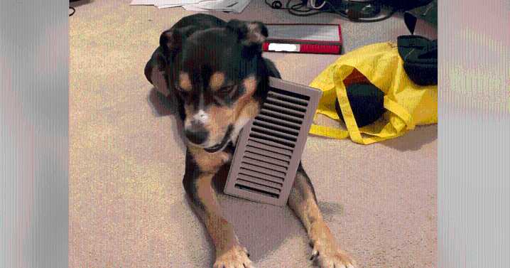 Internet Reacts Wildly After Dog Found Hanging by Collar in Home Vent