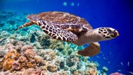 Una tortuga en peligro de extinción pone en riesgo Supervivientes All Stars