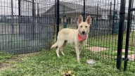 San Antonio dog Sally needs a home after her owner was shot and killed by SAPD