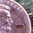 Tree-killing beetle spotted on Long Island, researchers say it can spread like a fire