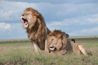 Leones asesinan en zoológico de Tailandia a su cuidador