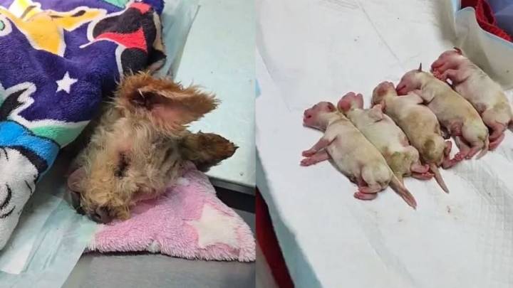 Cereza, la perrita embarazada que sobrevivió a la explosión en Puente de la Concordia