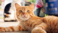 Advertencia para dueños de gatos en conjuntos residenciales: pueden sacarles dura multa