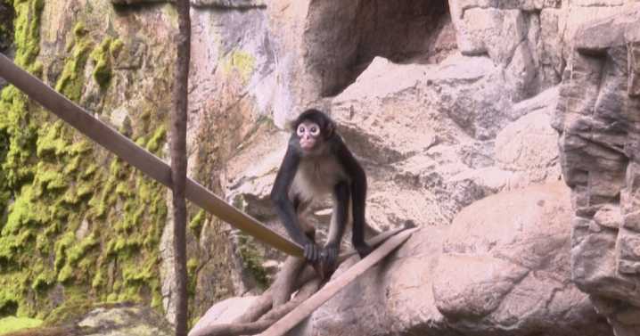 Omaha zoo welcomes 4 Mexican spider monkeys rescued from wildlife traffickers