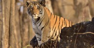 Animal Handler Linked To ‘Tiger King’ Star Joe Exotic Mauled To Death By Tiger