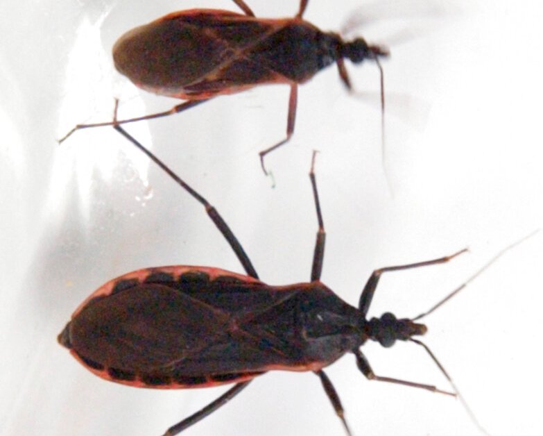 What You Should Know About the ‘Kissing Bug’ Disease