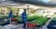 Hermosillo CRECE Verde: Este viernes 26 de septiembre se hará entrega gratuita de árboles nativos y recepción de reciclables