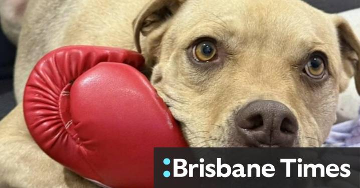 Family's plea after dog killed in suspected home invasion