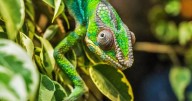 Why chameleons struggle to turn green and blue