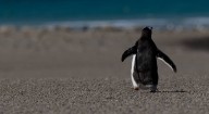 OpenSUSE dropping bcachefs support from next kernel version • The Register