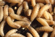 'One-two punch' needed to eradicate New World screwworm