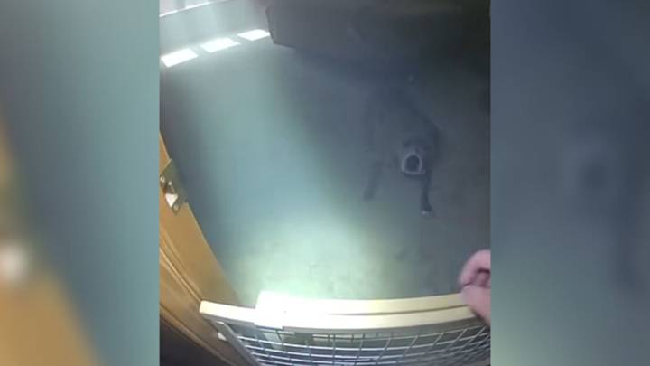 Illinois Dog Trapped In House Fire Dazzles Everyone By Helping Rescuers Find His Leash