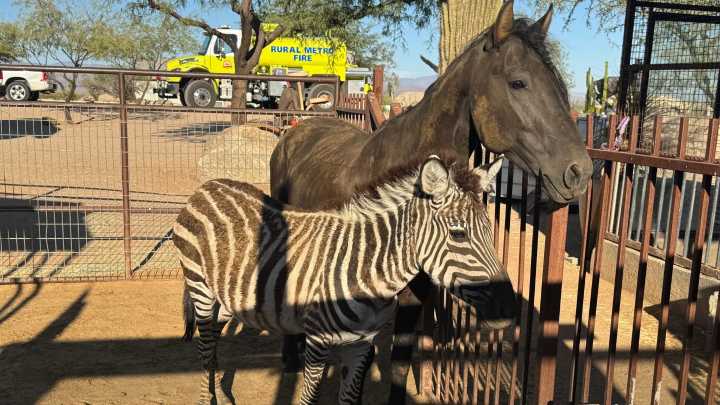 Court returns exotic animals in Rio Verde to man accused of neglect