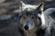 Wolf killed in northwest Colorado was likely hit by car, CPW says