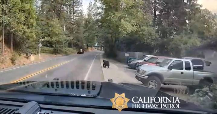 Bear runs along Nevada City Highway in video captured by CHP officer