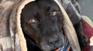 Ingresada querella por asesinato de perro comunitario del Hospital de Quilpué: “Estamos muy consternados”