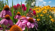 The Underrated Flower Genus That Provides Gorgeous Color To Your Pollinator Garden