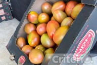 Afectan los aranceles a productores de jitomate