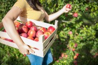 Central Pa. apple orchard listed among the best in the U.S.