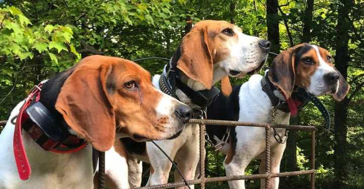Why North Carolina's Hunting Season Puts Dogs At Greater Risk