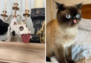 16 Hilarious Finds Under $10 That Prove Laughter Doesn’t Need A Big Budget