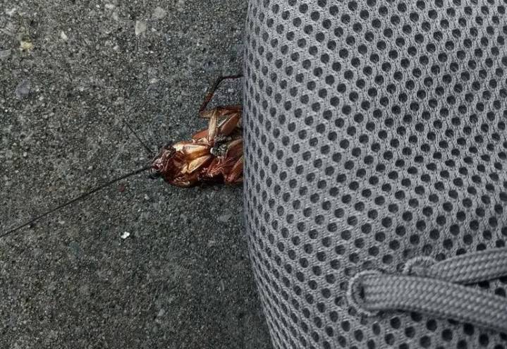 Checa por qué no se deben pisar a las cucarachas