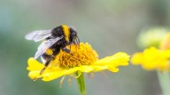 Bumble Bee vs. Carpenter Bee Stings and Flight Patterns