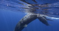 Beached sperm whale in P.E.I. dead