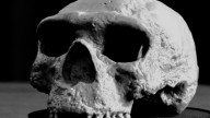 Reconstruyeron un cráneo de 1 millón de años que cambiaría la historia