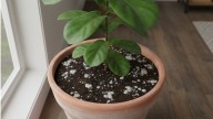 Pocos lo saben: qué significa si la tierra de las plantas se pone blanca, según expertos
