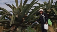 La FAO reconoce al sistema milenario del Metepantle de Tlaxcala como patrimonio agrícola mundial