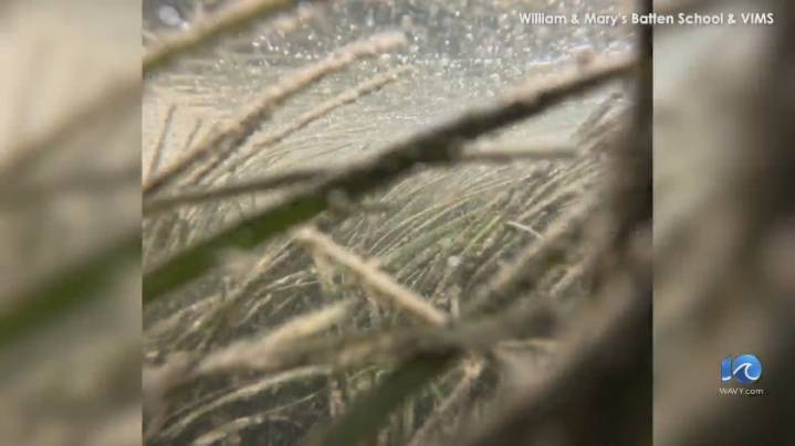 Eelgrass' steady decline in Chesapeake Bay putting blue crab harvests at risk: Here's why