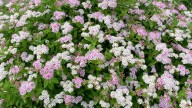 La flor de primavera que resiste las heladas y convierte tu jardín en un paraíso con muy pocos cuidados