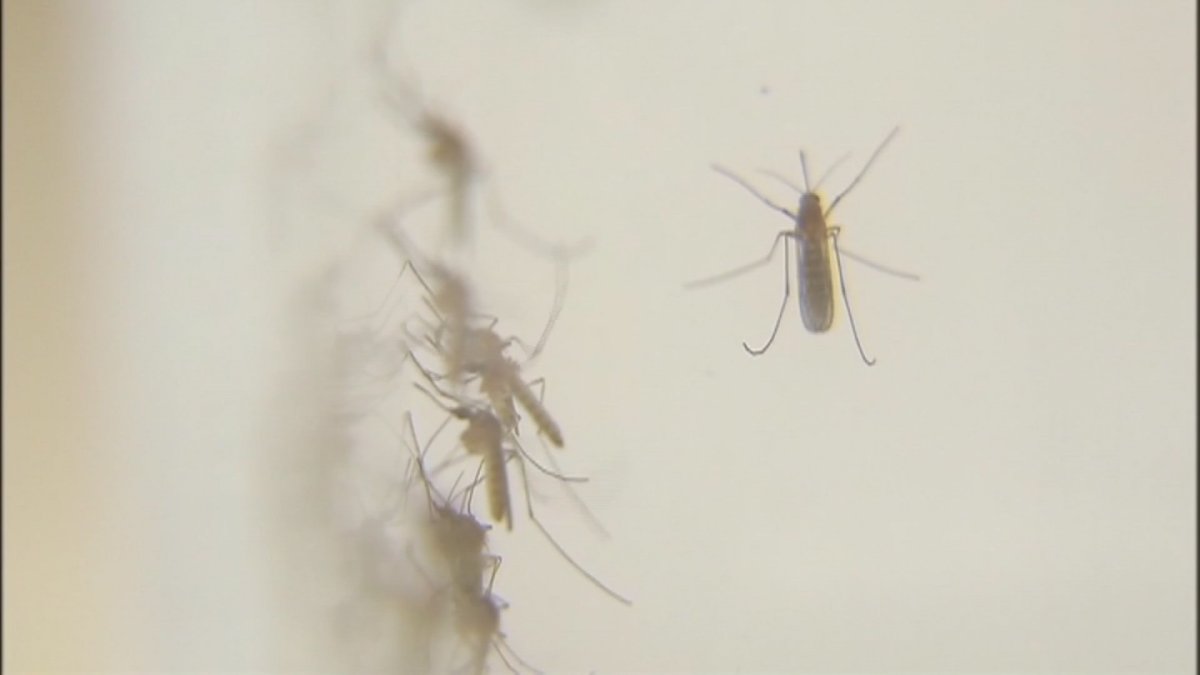 CT resident tests positive for West Nile virus for first time this season