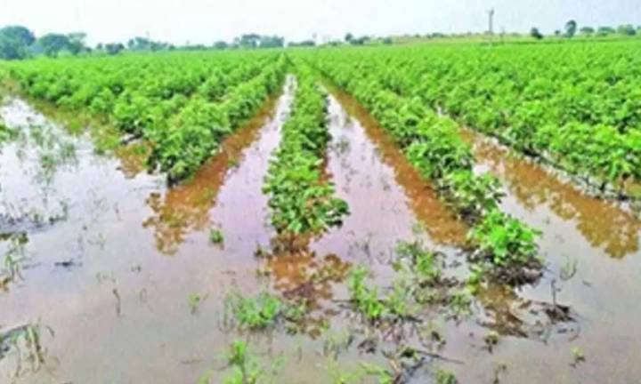 Maha Govt announces Rs 2,215 crore relief package for rain