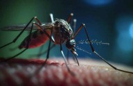 Con la primavera, advierten por el avance del dengue y llaman a reforzar la prevención