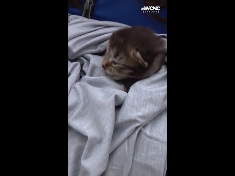 Meet Stormy: Kitten rescued during Hurricane Helene now thriving
