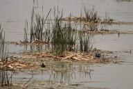 Escurrimientos de zona norte llegan a Presa Echeveste; está al 70%