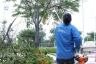 Servicios Públicos realiza brigadas para el control de plagas en árboles