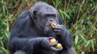 'Significant' amount of alcohol wild chimps drink every day revealed in major study