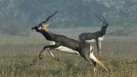 MP News: South Africa Team Awaits Permission For Pilot After Shajapur Black Bucks’ Capture