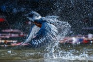 Chileno gana el “Gran Premio” de los prestigiosos Audubon Photography Awards con foto de un martín pescador