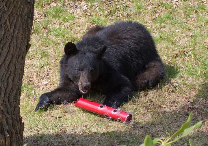 Eating habits change for bears as they prepare for winter