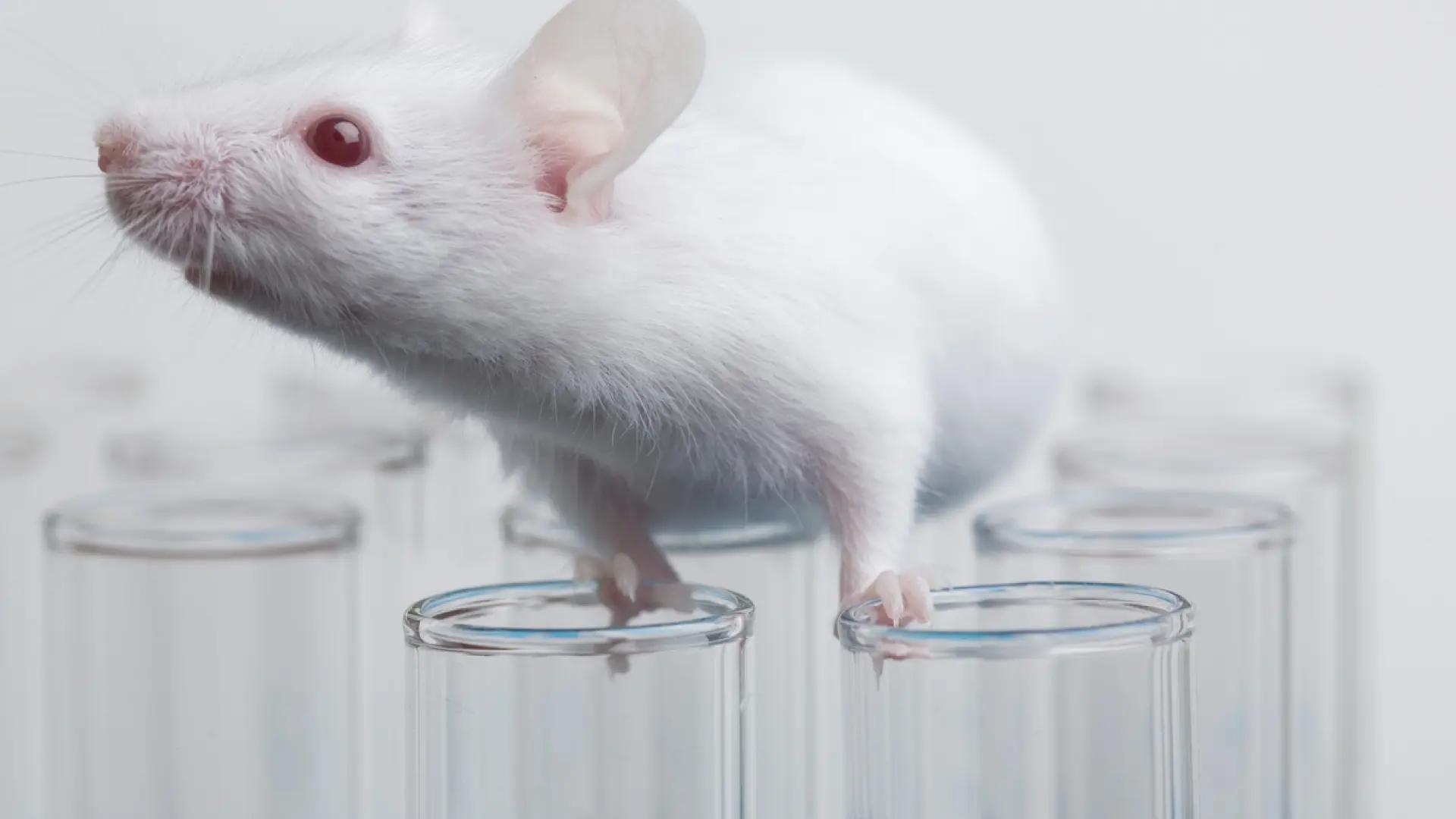 Revelan cambios en el cerebro que predisponen a sufrir alzhéimer y tumores