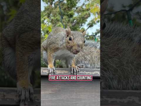 "Attack squirrel" tormenting California neighborhood blamed for sending residents to the ER #shorts