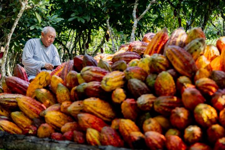 Perú: Agroexportaciones crecen en 15 regiones en el primer semestre y se afirman como líder de frutas y hortalizas