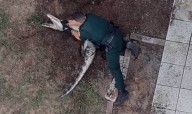 Video shows Lake deputies take down nuisance gator