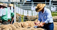 Stud averages jump hundreds on 2024 with confidence in wool up