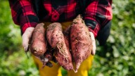 The Best Way To Grow Sweet Potatoes In Containers For Year
