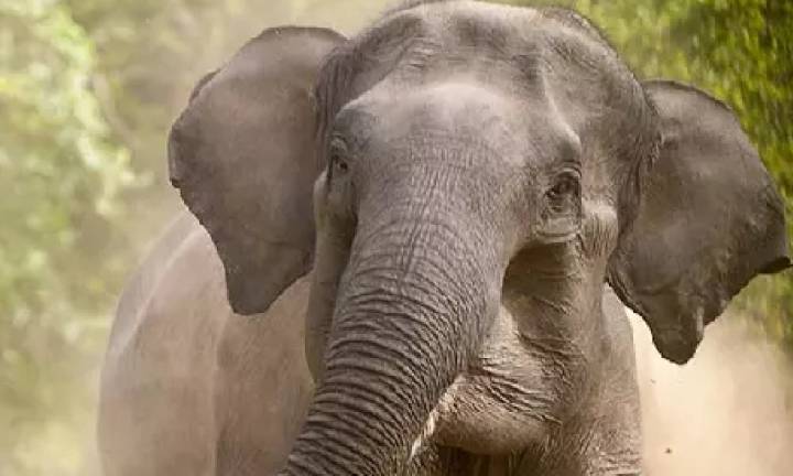 Crop-raiding jumbo finally captured, lodged inside kraal in Mudumalai